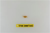 藏品(拉氏清溪蟹)的圖片